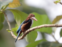 Halcyon smyrnensis
