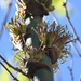 Agave congesta - Photo (c) Neptalí Ramírez Marcial, some rights reserved (CC BY), uploaded by Neptalí Ramírez Marcial