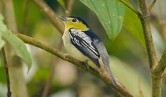 Pachyramphus versicolor