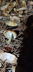 Pholiota velaglutinosa