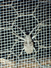 Crossotus stypticus