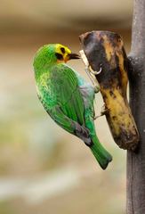 Chlorochrysa nitidissima