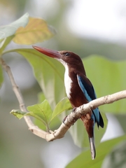 Halcyon smyrnensis