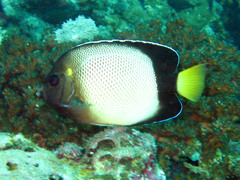 Apolemichthys xanthotis