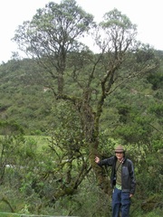 Linochilus oblongifolius