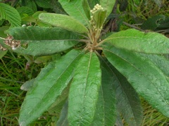 Linochilus oblongifolius