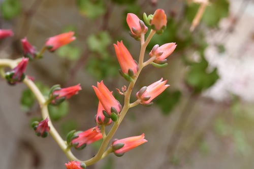 Echeveria goldmanii