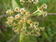 Linochilus oblongifolius
