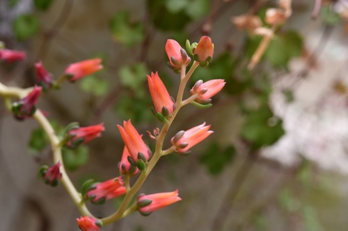 Echeveria goldmanii