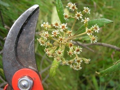 Linochilus oblongifolius