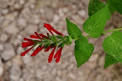 Salvia holwayi