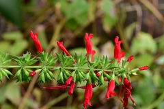 Salvia holwayi
