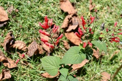 Salvia holwayi