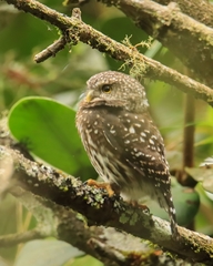 Glaucidium jardinii