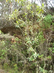 Linochilus mutiscuanus