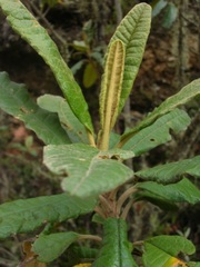 Linochilus mutiscuanus