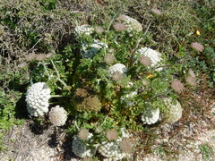 Daucus carota halophilus