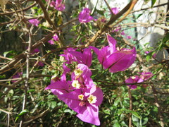 Bougainvillea glabra