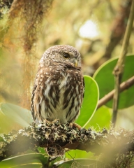 Glaucidium jardinii