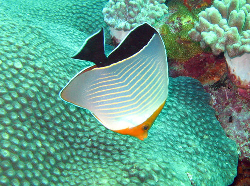 Maskerkoraalvlinder (Chaetodon larvatus) — Chaetodontidae — 5
