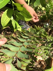 Adiantum trapeziforme