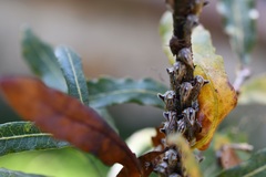 Platycotis tuberculata