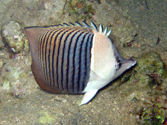 Chaetodon mesoleucos