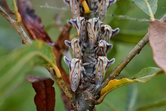 Platycotis tuberculata