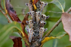 Platycotis tuberculata