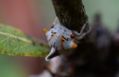 Platycotis tuberculata