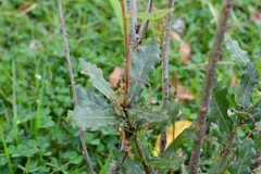 Quercus sebifera
