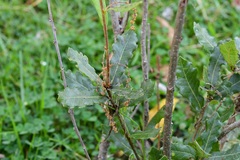 Quercus sebifera