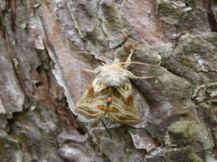 Euchalcia modestoides