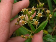 Linochilus tachirensis