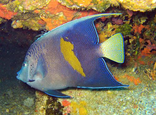Halfmoon angelfish (Pomacanthus maculosus) — Pomacanthidae — 2