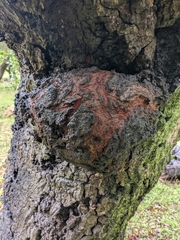 Phytophthora ramorum