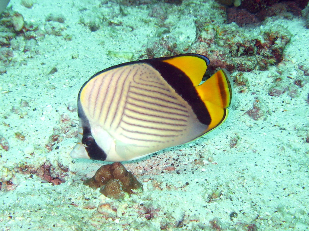 Horseshoe Butterflyfish