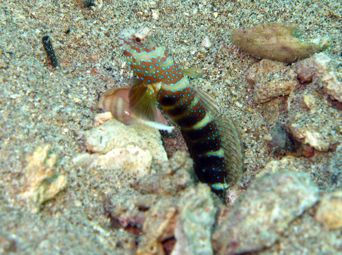 Luthers garnaalgrondel (Cryptocentrus lutheri) — Gobiidae — 2