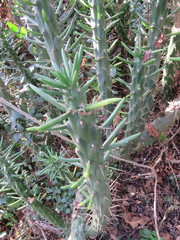 Austrocylindropuntia subulata