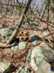 Philadelphus hirsutus