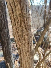 Philadelphus hirsutus