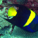 Arabian Angelfish - Photo (c) Sylvain Le Bris, some rights reserved (CC BY-NC), uploaded by Sylvain Le Bris