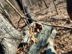 Philadelphus hirsutus