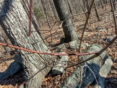 Philadelphus hirsutus