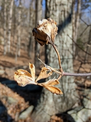 Philadelphus hirsutus
