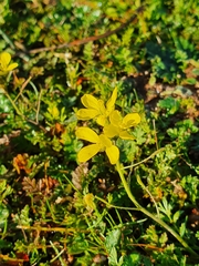 Brassica barrelieri