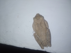 Boana platanera
