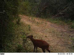 Cephalophorus harveyi