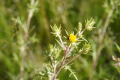 Berkheya pinnatifida ingrata