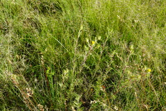 Berkheya pinnatifida ingrata